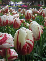 Keukenhof