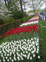 Keukenhof
